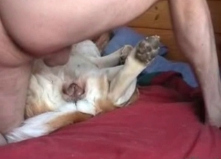 Dirty dog gets enjoy hardcore sex
