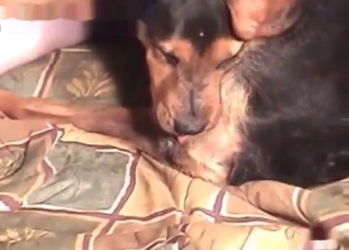 Warped dude fucking a dog