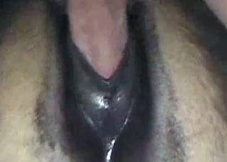 Guy fucking farm animals in the ass