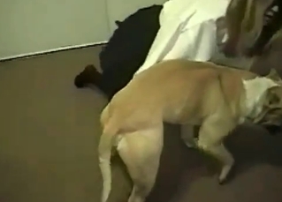 Dog gets pleasured by an office whore