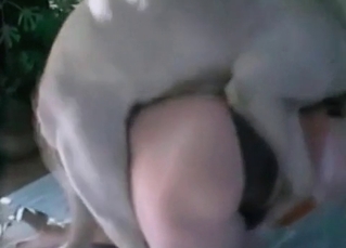 Sensual and sensational horse fucking