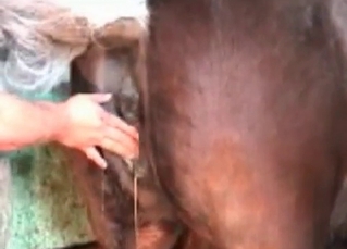 Passionate bestiality in high quality