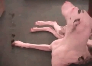 Dog's cock sucked by a black dude