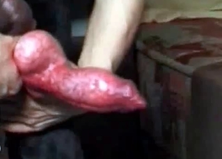 Doberman wants to fuck a slut