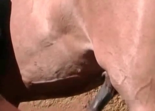 Animal cock gets stroked on camera