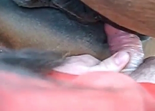 Safe sex with horny animals