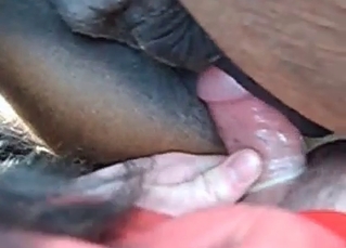 Safe sex with horny animals