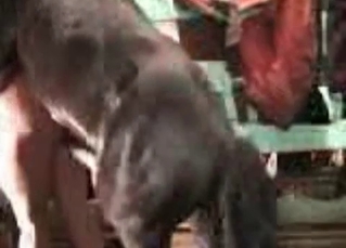 Barn banging with kinky animals
