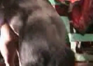 Barn banging with kinky animals