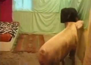 Pig with pointy dick bangs a farmer