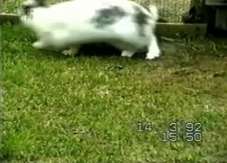 Small rabbit is trying to fuck the bigger one