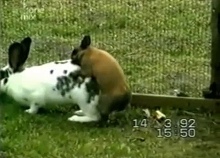 Small rabbit is trying to fuck the bigger one