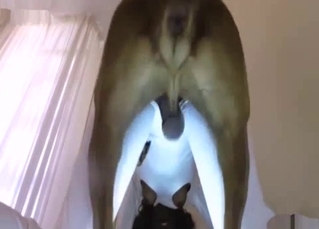 Perfect ebony bangs with a very big dog