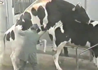 Two cows are trying hard to fuck
