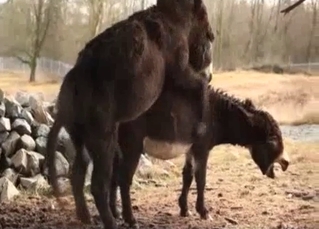 Wild animals fuck in doggy style pose