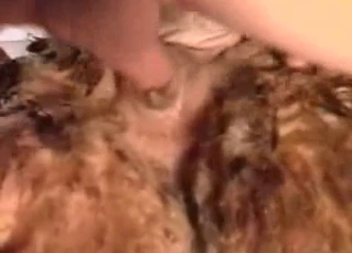 Two men and woman play with a sheep