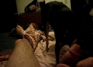 Cute doggy licks my hard dick in POV