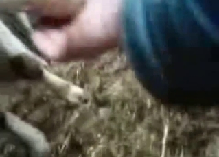 Sexy cow is peeing right on camera