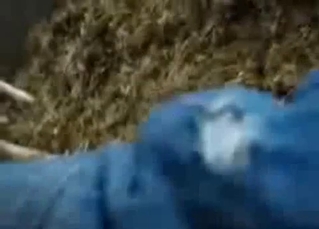 Sexy cow is peeing right on camera