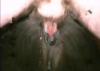 Small black pony got fucked by farmer