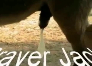 Hot horses have amazing sex in doggy pose