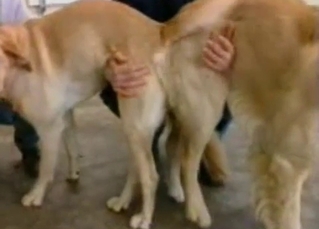 Black and beige doggy have awesome sex