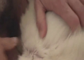 Husky sniffs my cock before bestiality sex