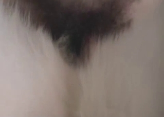 Husky sniffs my cock before bestiality sex