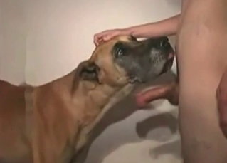 Dude passionately fucks his pet