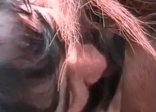 Anal fucking with a horny horse