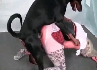 Amazing pussy licking from a Doberman