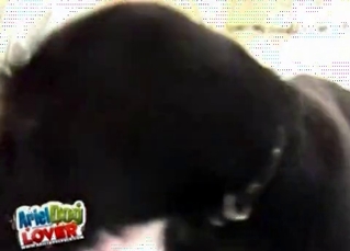 Pretty pussy licked by a smallish dog
