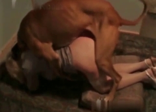Horny dog fucks a gorgeous chick