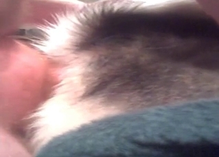 Husky's hot ass gets fucked