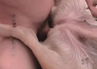 Shameless fucking with a bestiality bitch