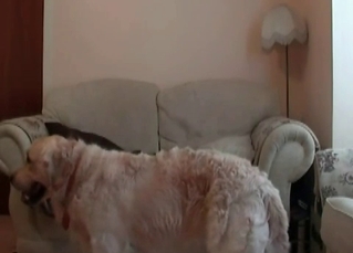 Couch-based banging with a horny dog