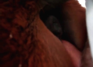 Pretty-looking horse asshole in HD