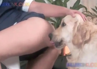 Bestiality with a beautiful retriever
