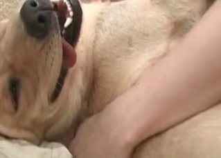 Dog enjoying ruthless fingering on cam