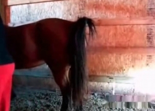 Horny horse enjoying banging in a barn