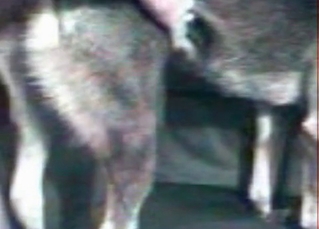 Tight asshole gaped by a human cock