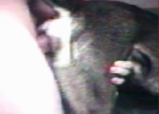 Tight asshole gaped by a human cock