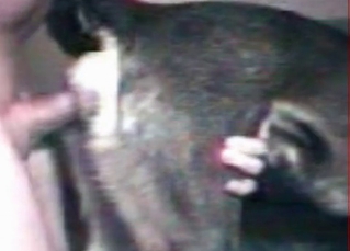 Tight asshole gaped by a human cock