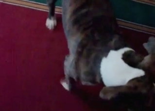 Obedient doggo fucking tight slits