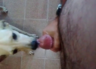 Great cocks sucked by a doggo