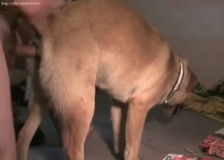 British doggo fucks a tight lass