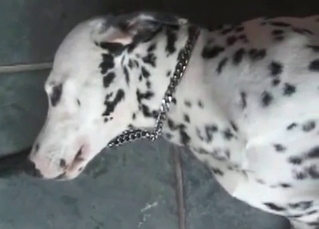 Dirty Dalmatian fucking a phenomenal slut