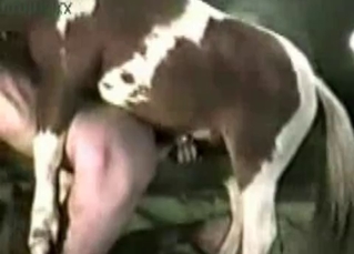 Doggy style sex with a horse