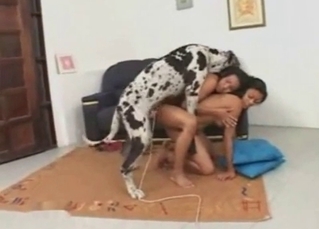 Two babes get fucked by a horny Dalmatian