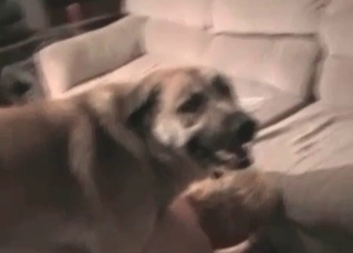 Dog enjoying this luxurious slut